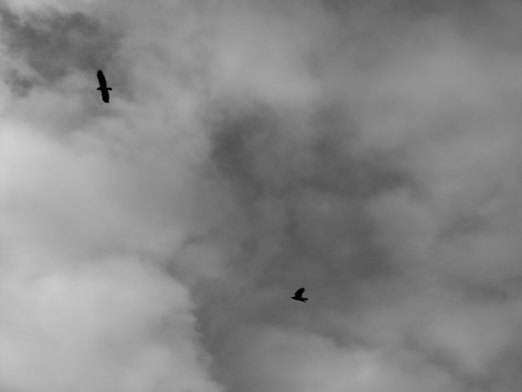 Two birds in flight against an overcast sky.