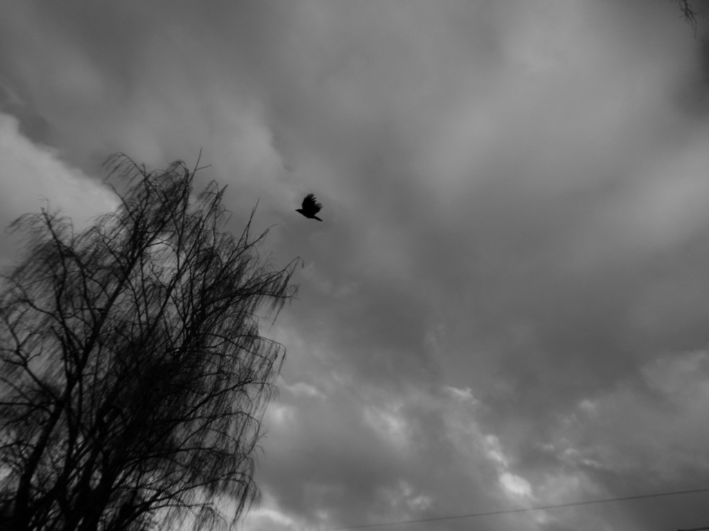 A sort of Dutch angle photo of a bird in flight against an overcast sky with a creepy willowy tree looming in the bottom left corner.