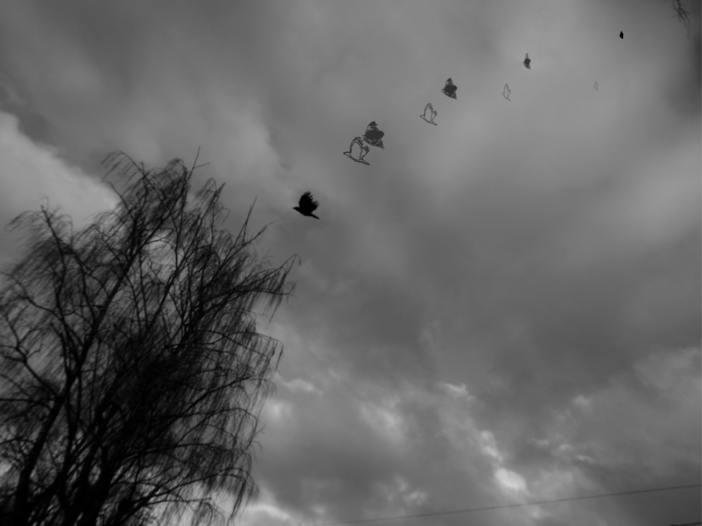 The same image except shadow versions of the bird appear to be moving toward it in an arc.